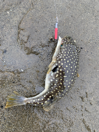 フグの釣果