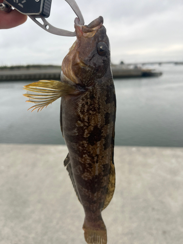 アイナメの釣果