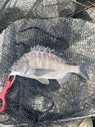 クロダイの釣果