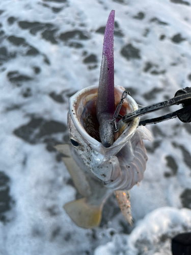 ニベの釣果