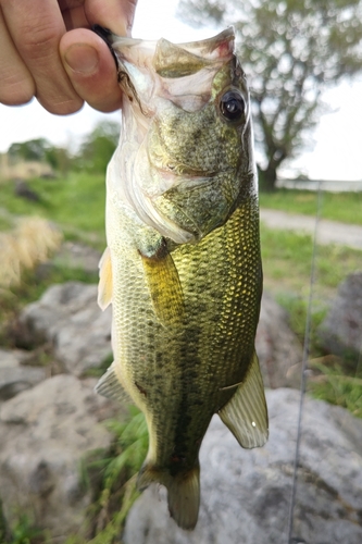 ラージマウスバスの釣果