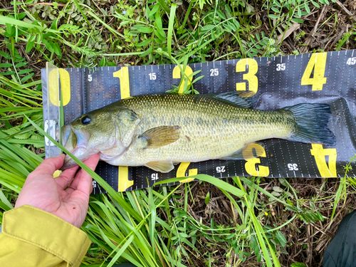 ラージマウスバスの釣果