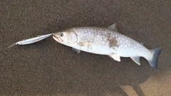 アメマスの釣果