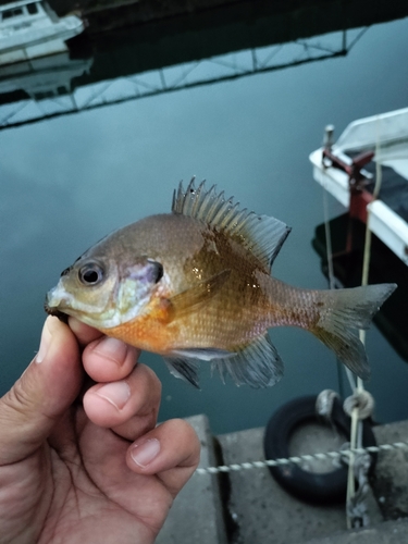 ブルーギルの釣果