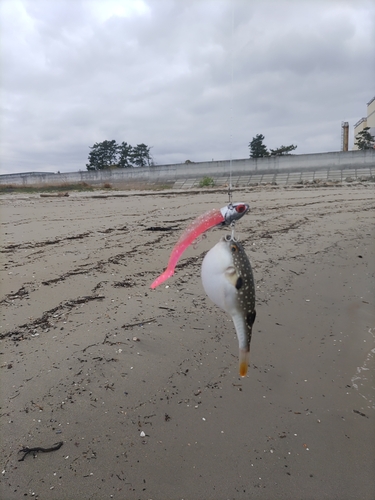 クサフグの釣果