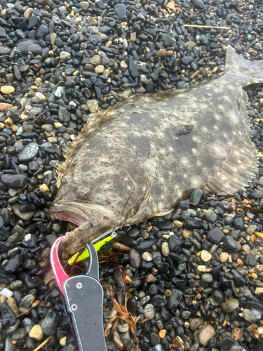 ヒラメの釣果