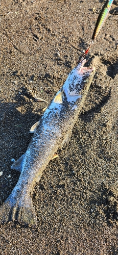 アメマスの釣果