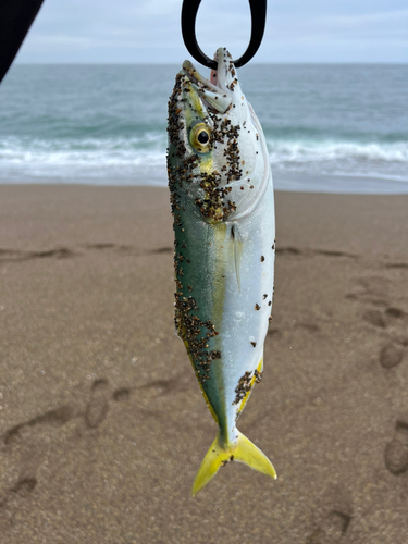 ワカシの釣果