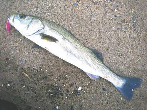 スズキの釣果