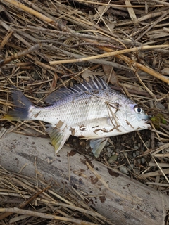 キビレの釣果