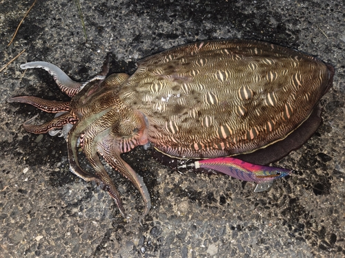 モンゴウイカの釣果