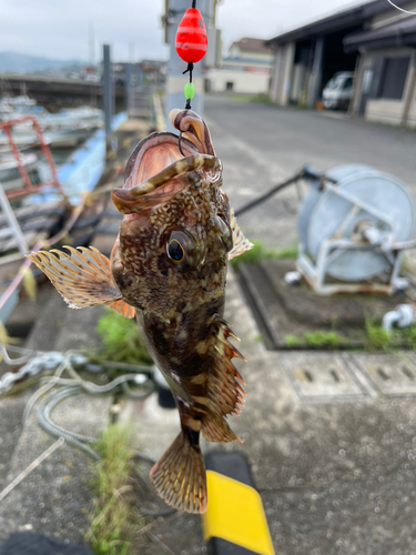 カサゴの釣果