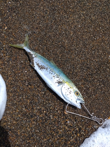 ワカシの釣果