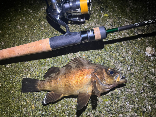 メバルの釣果