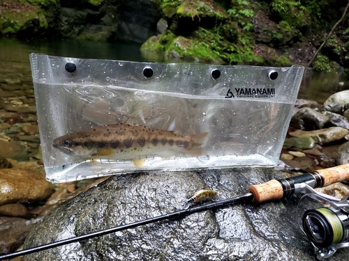 アマゴの釣果