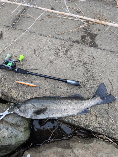 シーバスの釣果