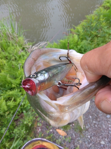 ブラックバスの釣果