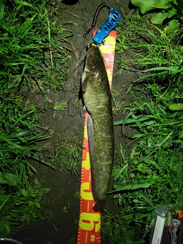 ナマズの釣果