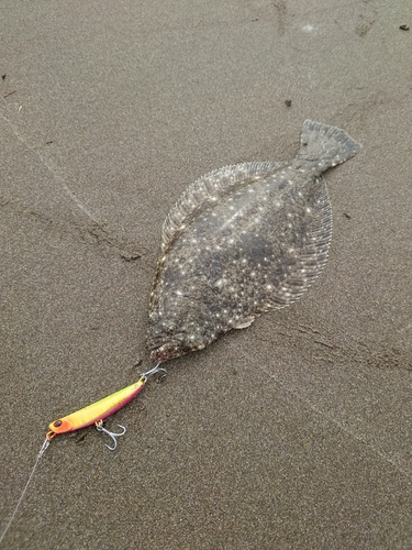 ソゲの釣果