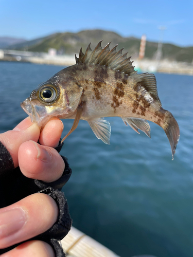 メバルの釣果