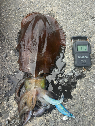 アオリイカの釣果