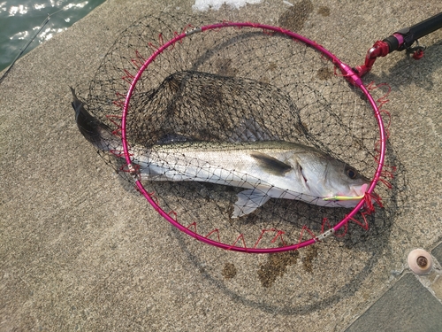 スズキの釣果