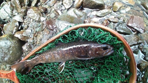 イワナの釣果