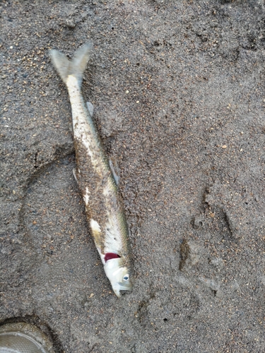 アメマスの釣果