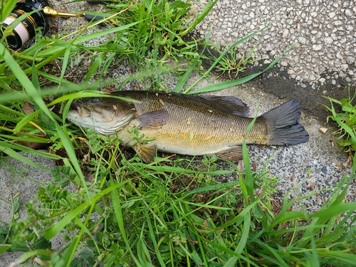 スモールマウスバスの釣果