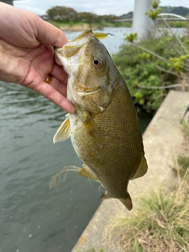 スモールマウスバスの釣果