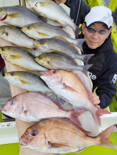 マダイの釣果