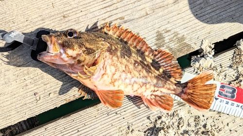 カサゴの釣果