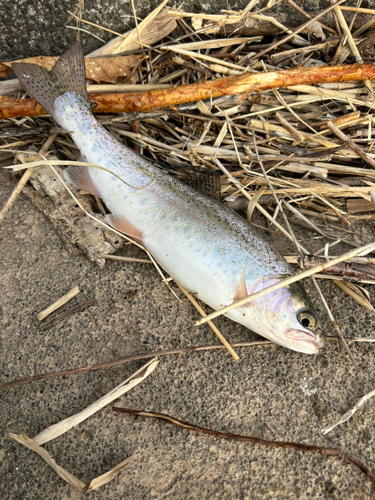 ニジマスの釣果