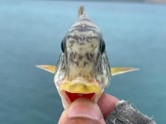 ムネアカクチビの釣果