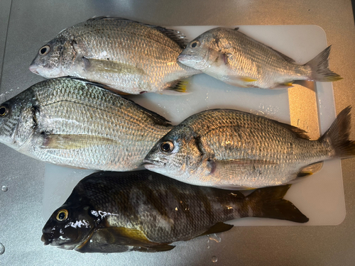 チヌの釣果