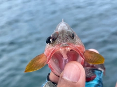 ニジハタの釣果