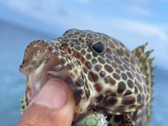 カンモンハタの釣果