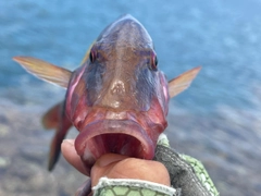 オジサンの釣果