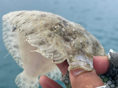 トゲダルマガレイの釣果