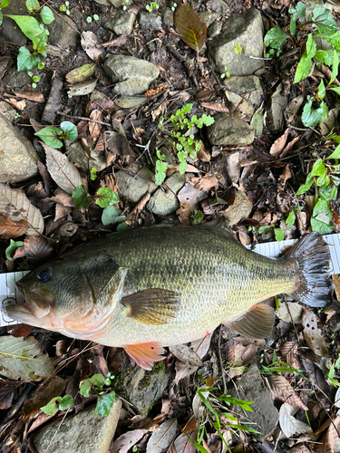 ブラックバスの釣果