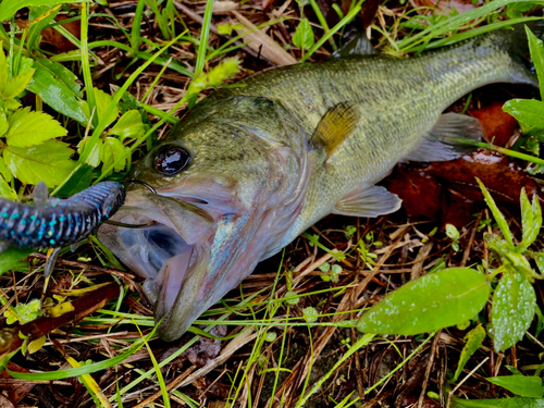 ブラックバスの釣果