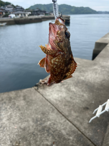 アラカブの釣果