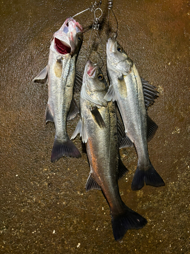 シーバスの釣果