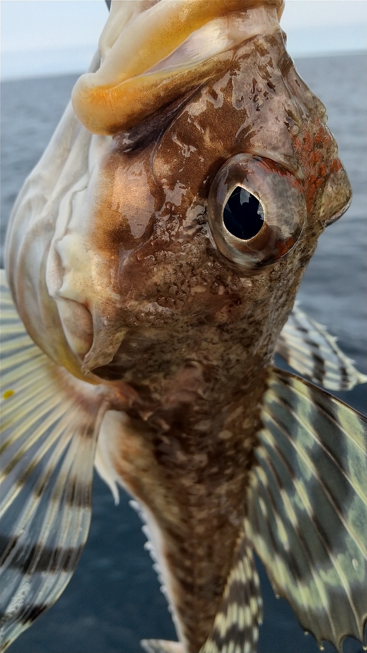 ツマグロカジカ