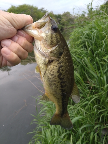 ラージマウスバスの釣果