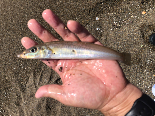 キスの釣果