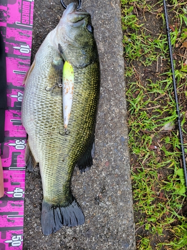 ブラックバスの釣果