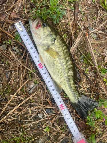 ブラックバスの釣果