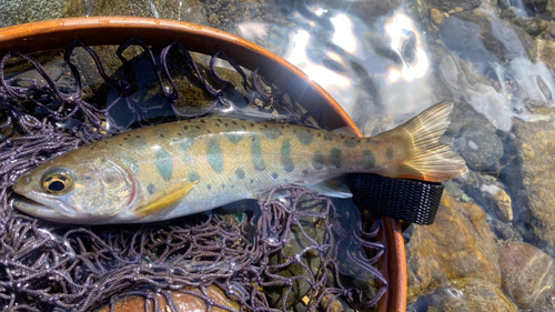 ヤマメの釣果