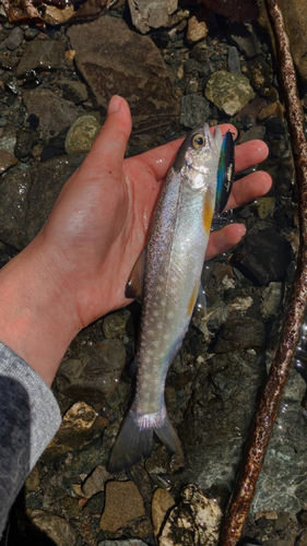 エゾイワナの釣果